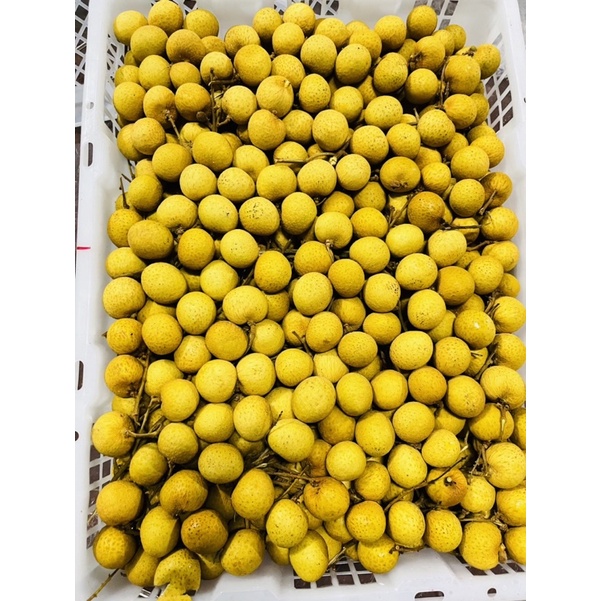 

lengkeng/500gram/1kg