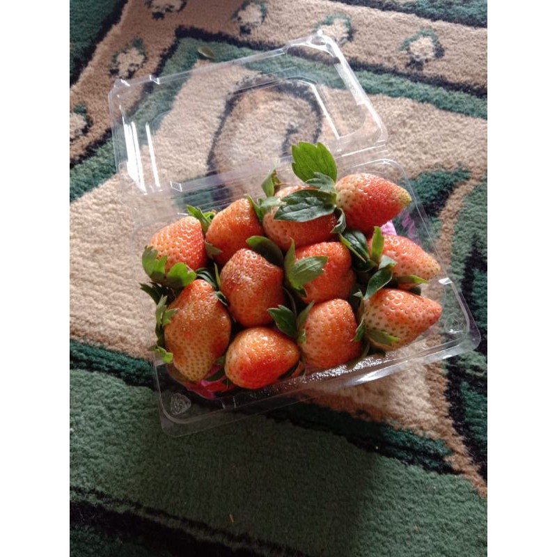 

strawberry segar Lembang