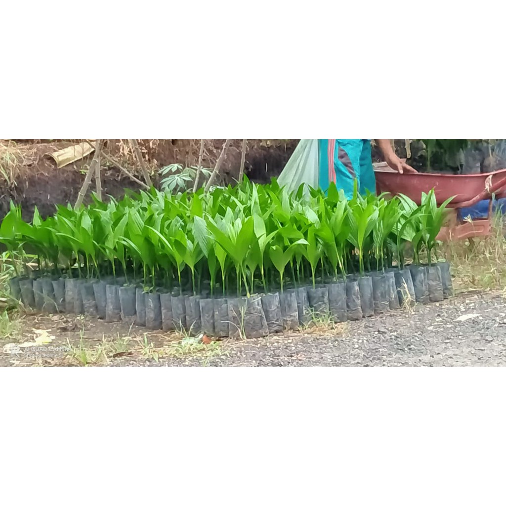 Bibit Pinang Betara Asli siap tanam