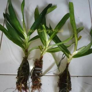  Anggrek  kuku  macan  aerides odorata dewasa anggrek  siap 