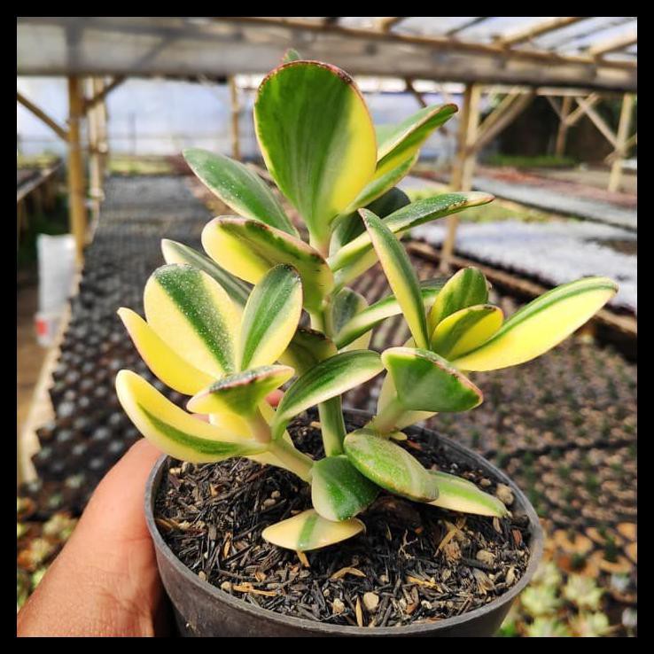 TANAMAN HIAS KAKTUS DOLAR VARIGATA+POT