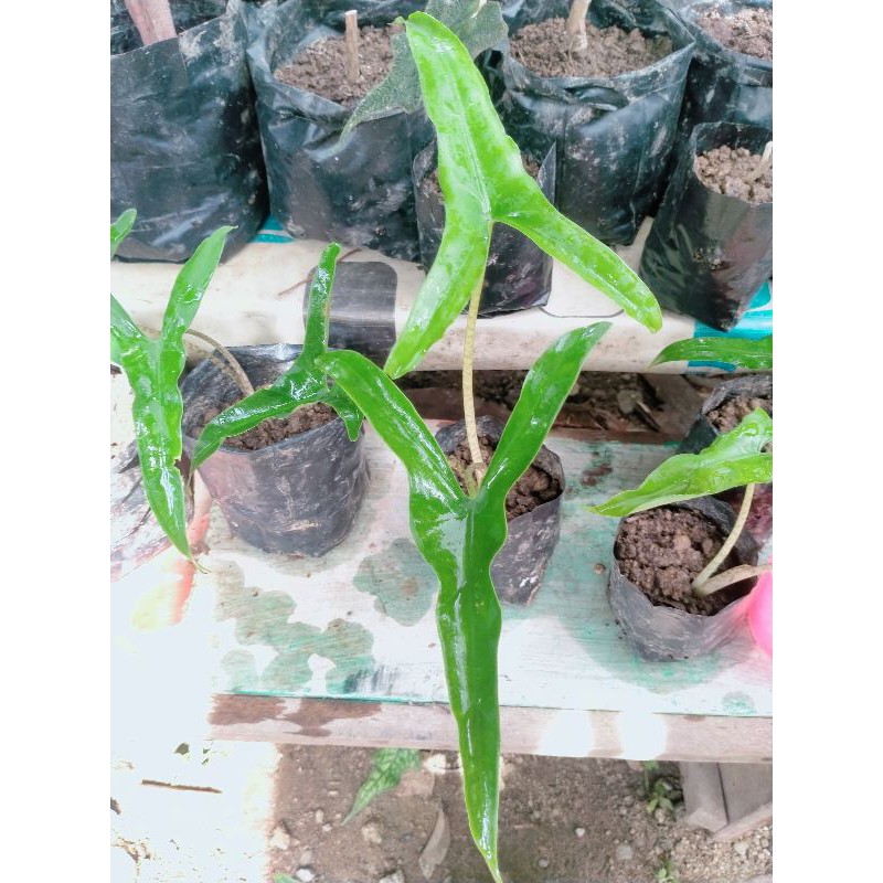Alocasia Zebrina Trigina Sp Sulawesi