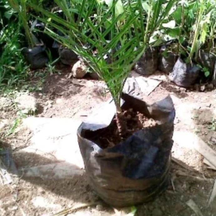 BIBIT TANAMAN BUAH KURMA HYBRIDA/POHON KURMA ADA