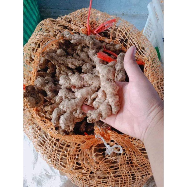 

Jahe Emprit Segar Tua 1KG