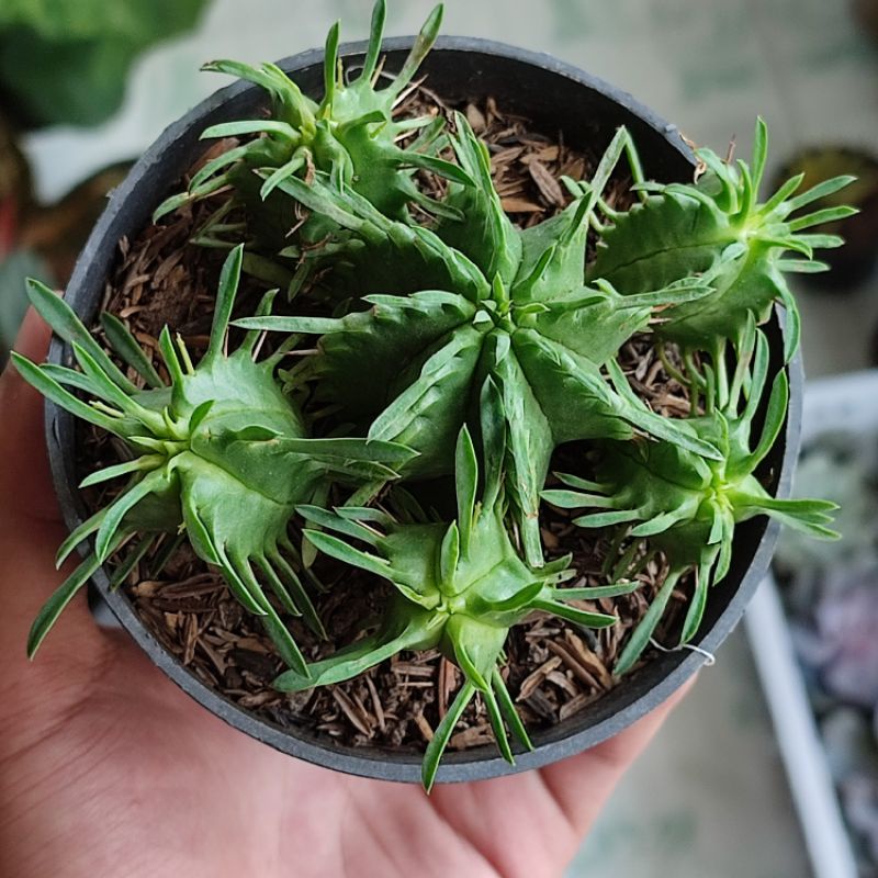 Euphorbia pulvinata/Octopus cluster