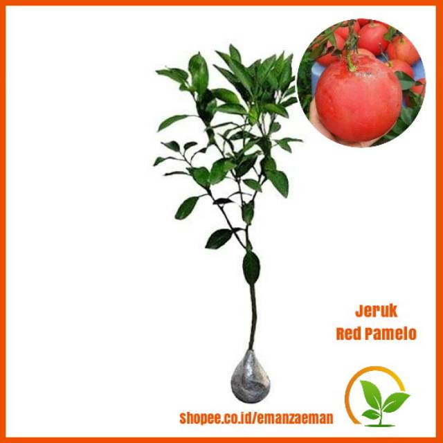 Bibit Jeruk Red Pamelo / Pohon Jeruk Red Pamelo / Tanaman Jeruk Red Pamelo