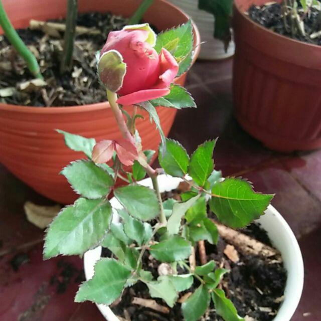 Aphelandra Squarrosa I Daun Zebra