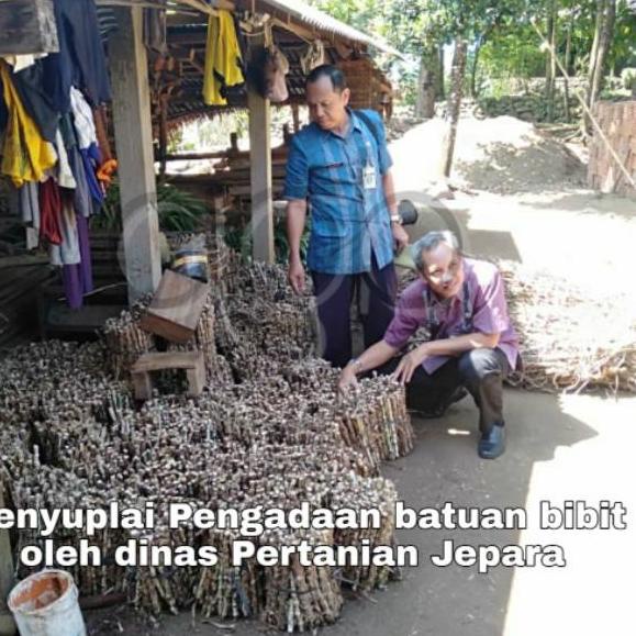 ✞PROMO✞ Bibit rumput odot murah harga per kilo ready banyak produck terbaik