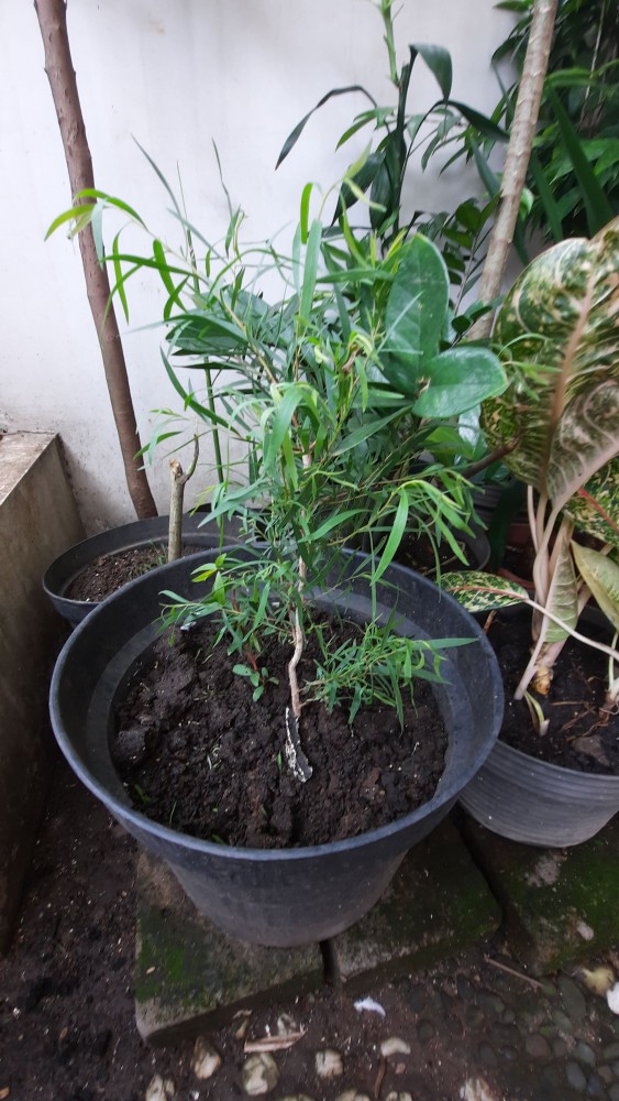 Tanaman Herbal - Bibit Kayu Putih