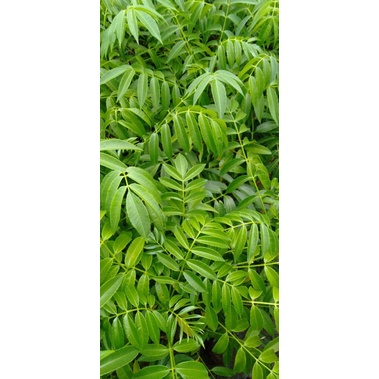 

Sayur Daun Kedondong petik segar