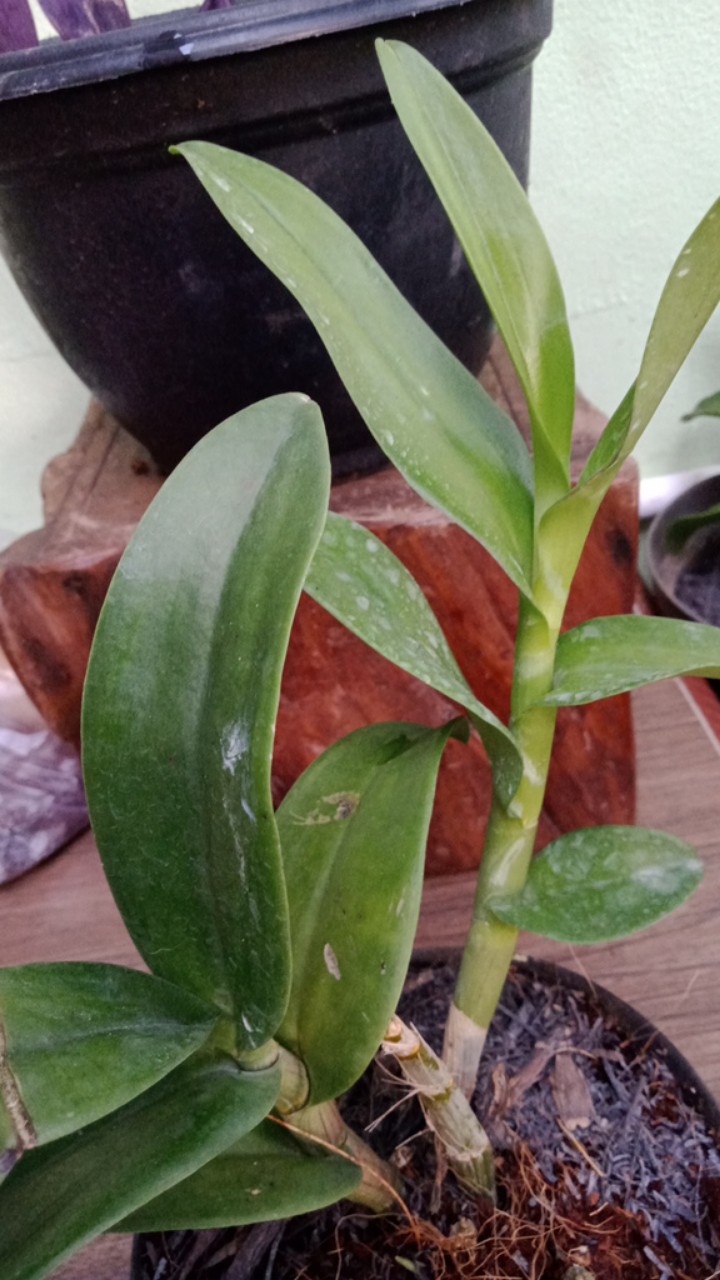 Kaliandra Media Tanam Anggrek