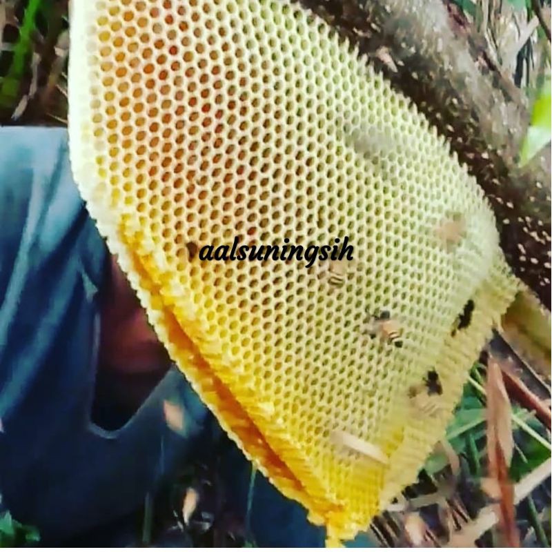 

madu asli baduy berat 1400 gram