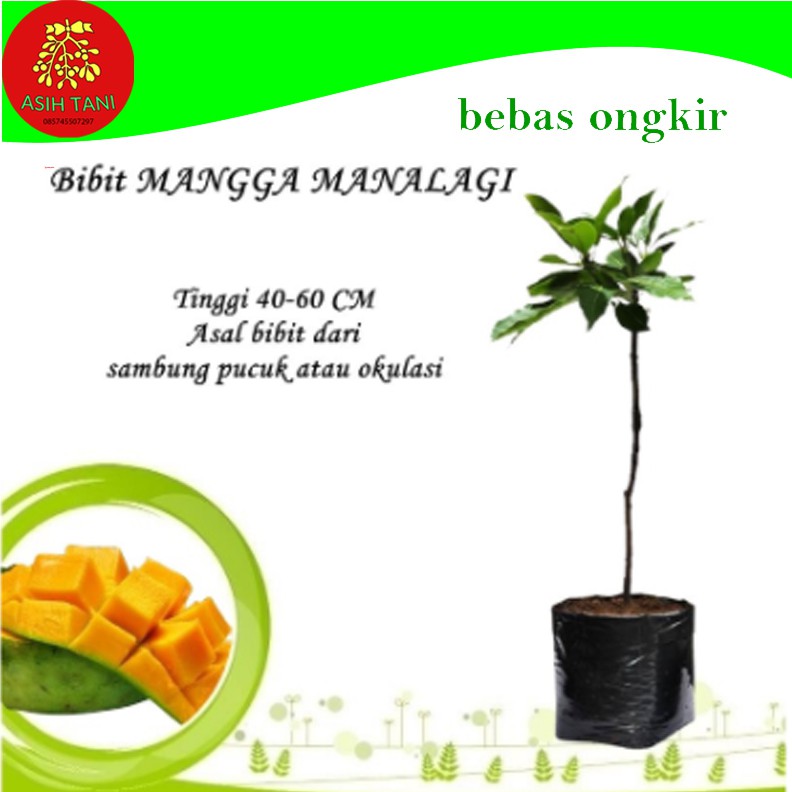 Bibit buah mangga manalagi hasil okulasi
