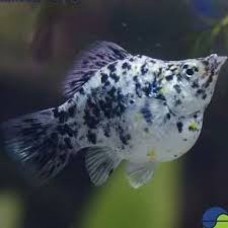 indukan ikan molly marble balon totol siap bred