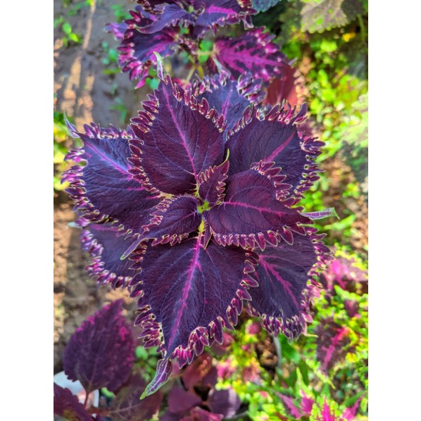 Miana Super premium swarna dwipa