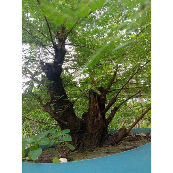 Bahan Bonsai Klampis Ireng Large Bahan Bonsai Arabika Large