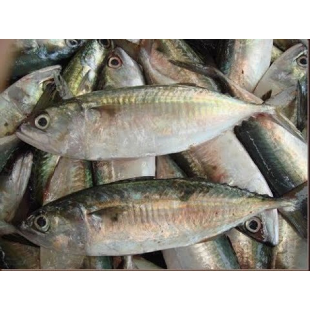 

Ikan Banjar