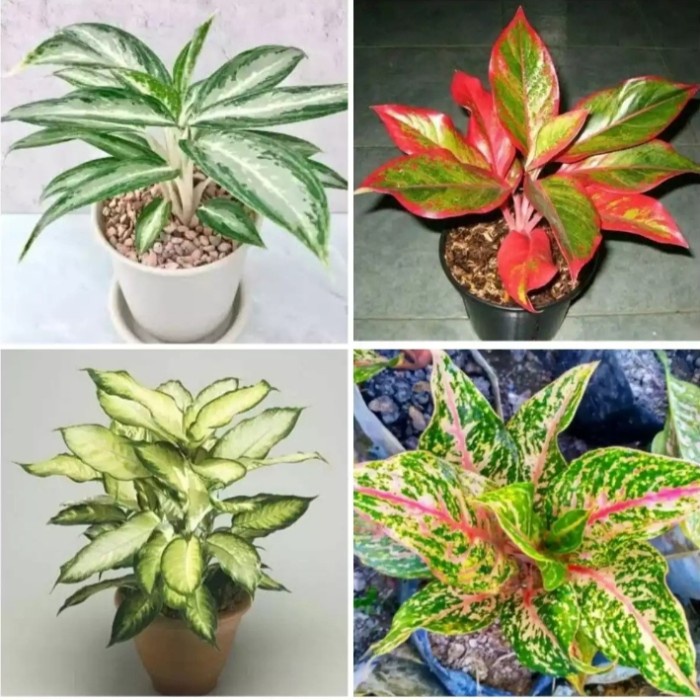 4 jenis tanaman aglonema