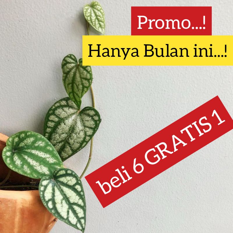 Tanaman hias piper sylvaticum / Sirih silver