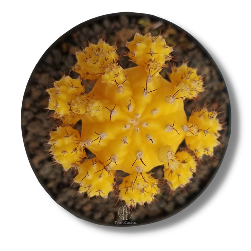Kaktus | Gymno Import Yellow | Kaktus Gymno Warna Warni | Kaktus Hidup Bukan Artificial | Tanaman Hi