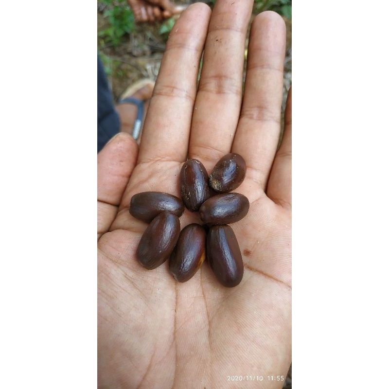 

bibit/biji tanaman kepuh