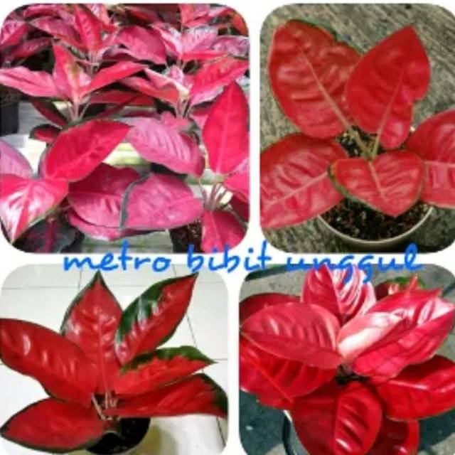 Bunga aglonema suksom jaipong