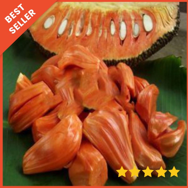 bibit nangka merah/nangka merah/bibit tanaman nangka merah
