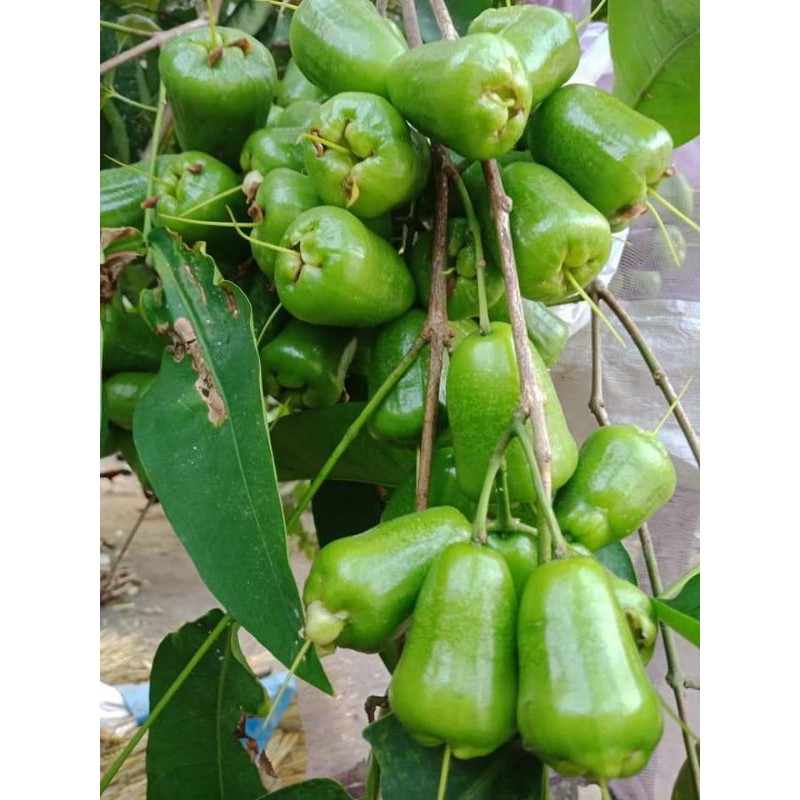 Bibit Jambu Air Khiojok kiojok