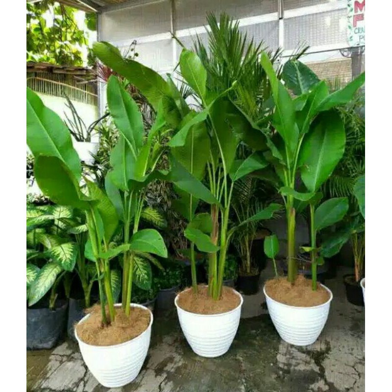 tanaman hias pisang caribay tinggi 80 - 100 cm daun, pisang Pisangan, pisang bunga