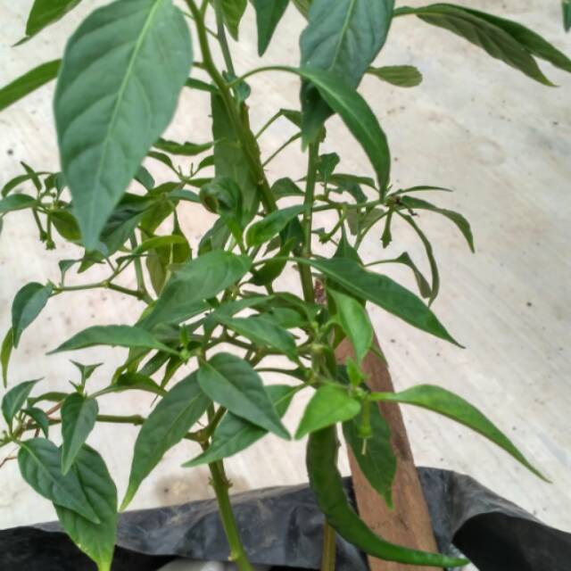 

Benih/ bibit cabe merah keriting