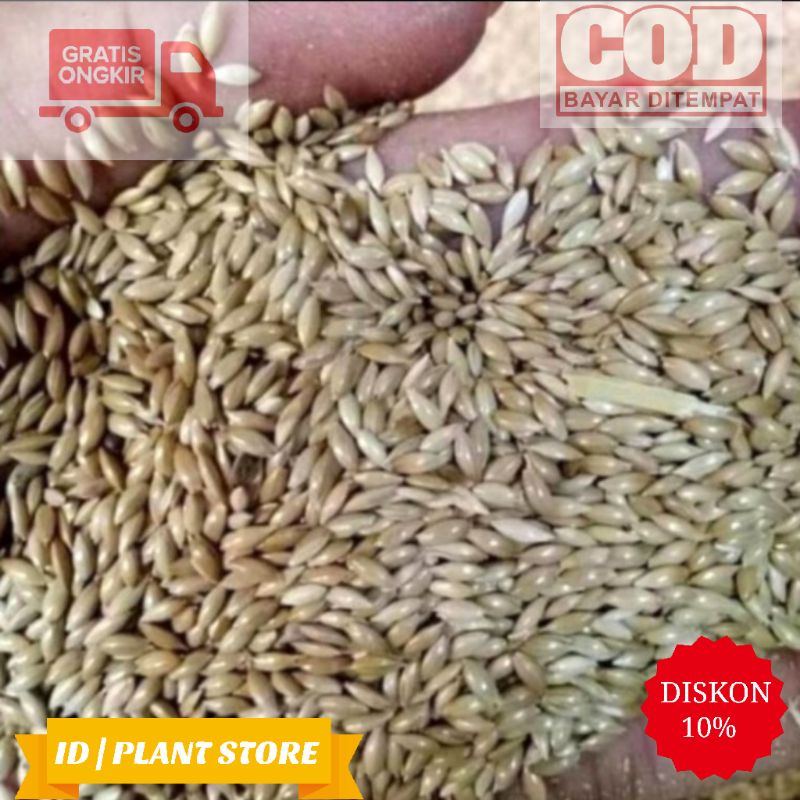 (BISA COD) Benih bibit rumput vetiver 150gr-biji rumput vetiver-benih-rumput vetiver anti longsor