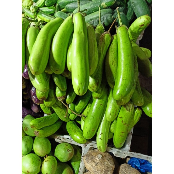 

TERONG HIJAU