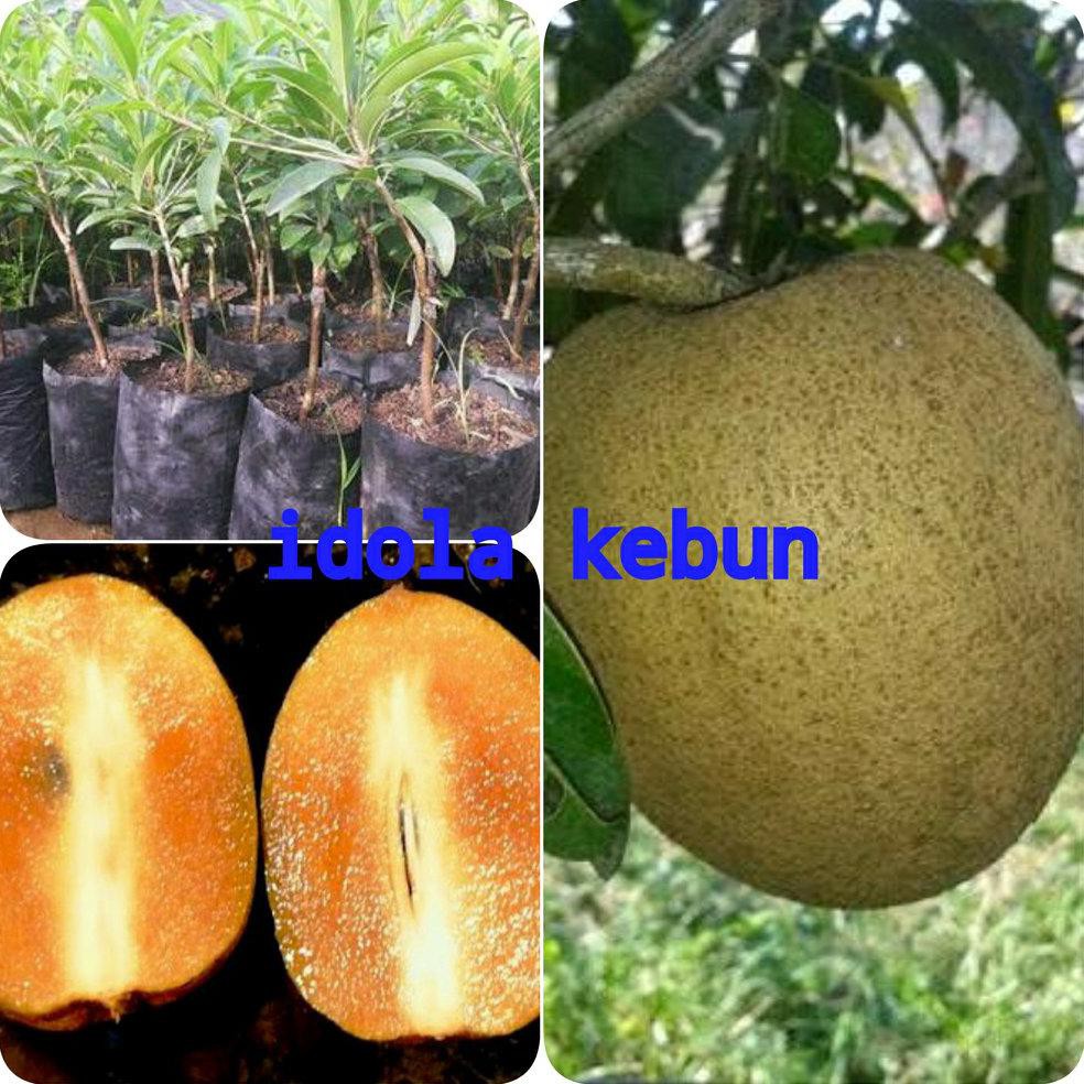 Bibit Buah Sawo Amerika Super Jumbo atau Pan Meksiko *_$