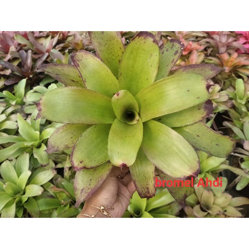 Bromelia manila black