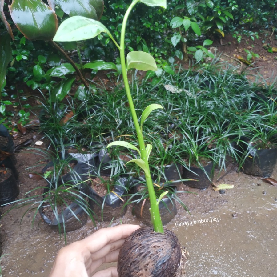 Bibit pohon bintaro - buah anti hama tikus