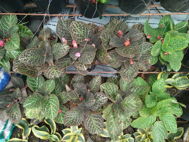 Tanaman bunga Episcia