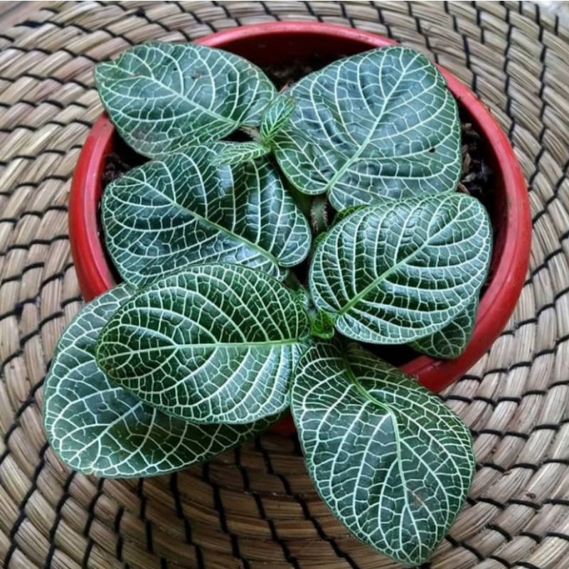 pitonia hijau/pitonia merah