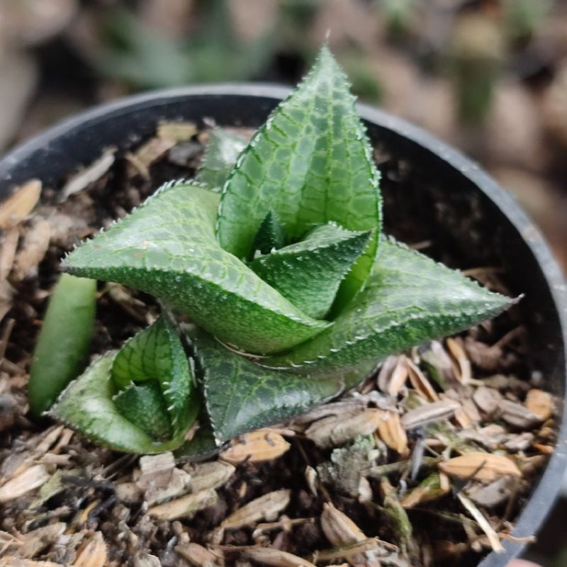 Sukulen Haworthia tessellata murah/ Haworthia murah