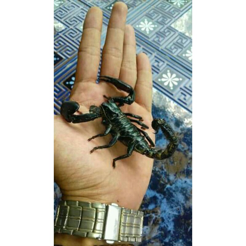 Asian forest scorpion