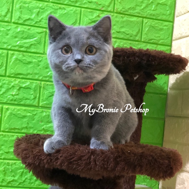 British Shorthair Non Ped Artinya - 81021+ Nama Untuk Kucing Comel