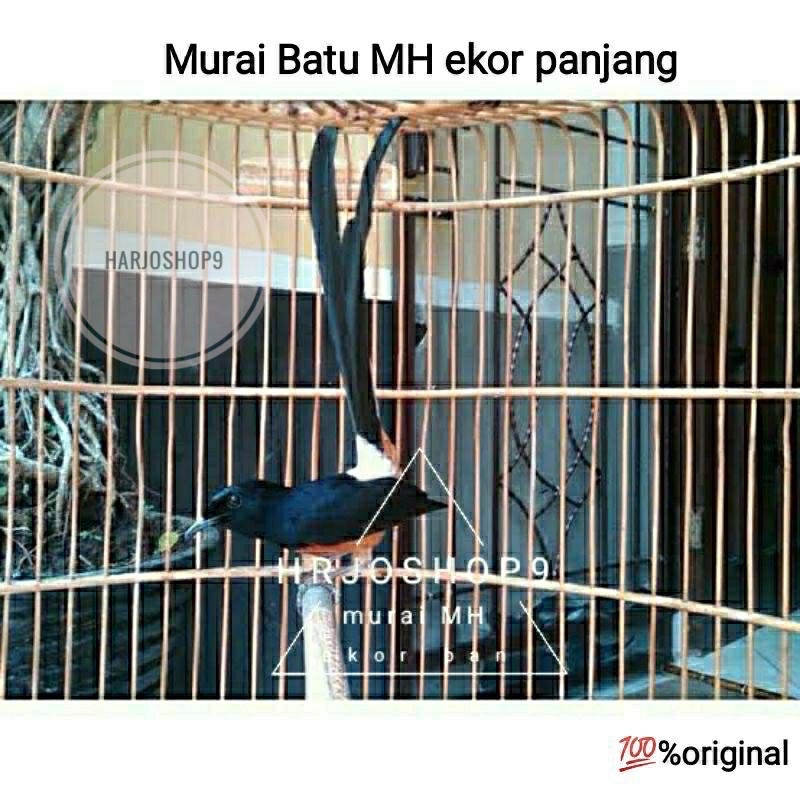 murai batu muda hutan rawatan ekor panjang