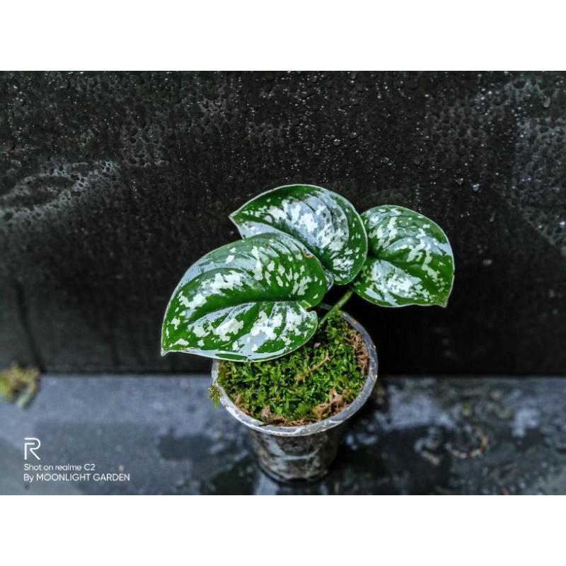 SCINDAPSUS ARGERYUS |Sp borneo