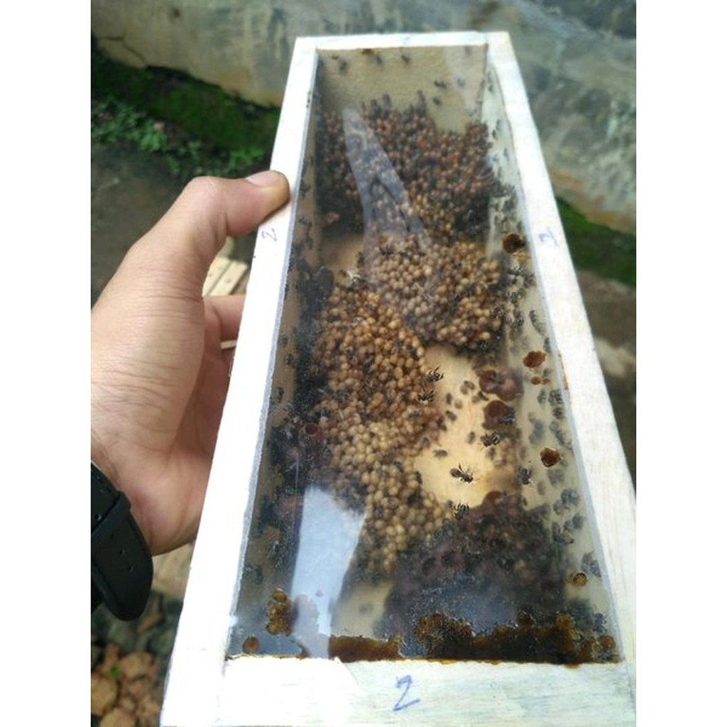 bibit Lebah madu ternak super trigona klanceng kelulut Laeviceps ada ratu dan koloni stup medium