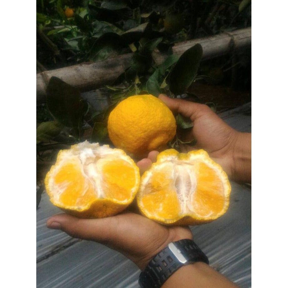 Pkl Bibit Jeruk Dekopon Fr Jepang