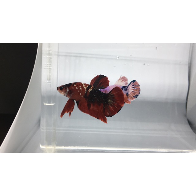 

Betta fish , ikan cupang plakat