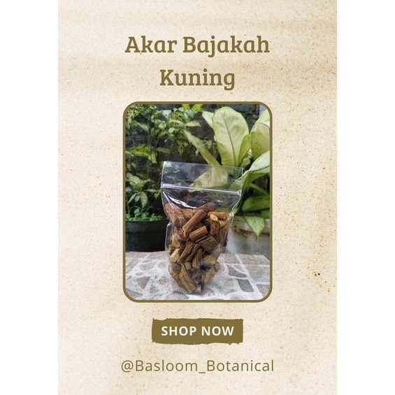 

Bajakah Kalalawit Kuning Super