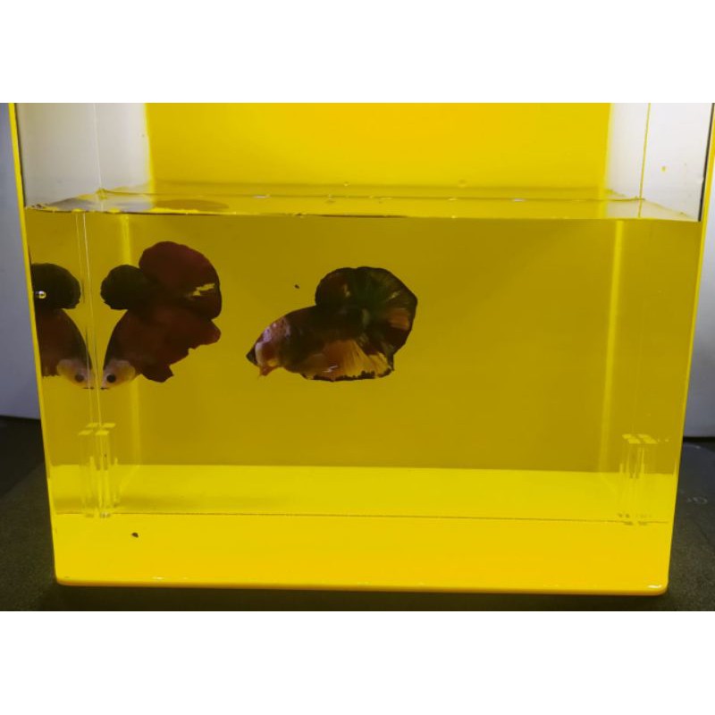 aquarium soliter akrilik selfi