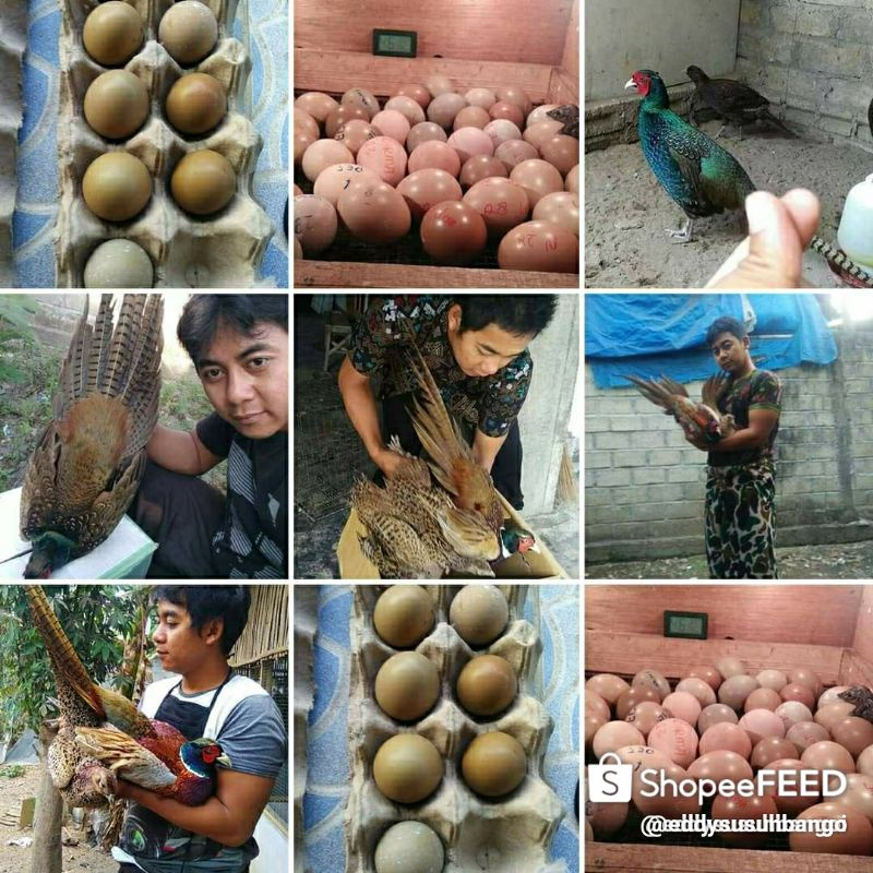 TELOR AYAM HIAS RINGNEK PEASENT MERAH DAN IJO, AYAM VIRAL, AYAM FAFORIT, AYAM SURGA