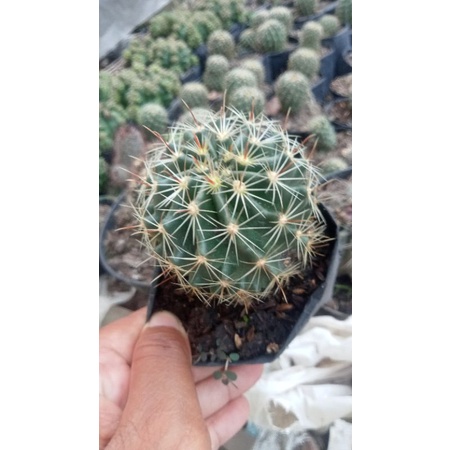 kaktus murah/kaktus biji