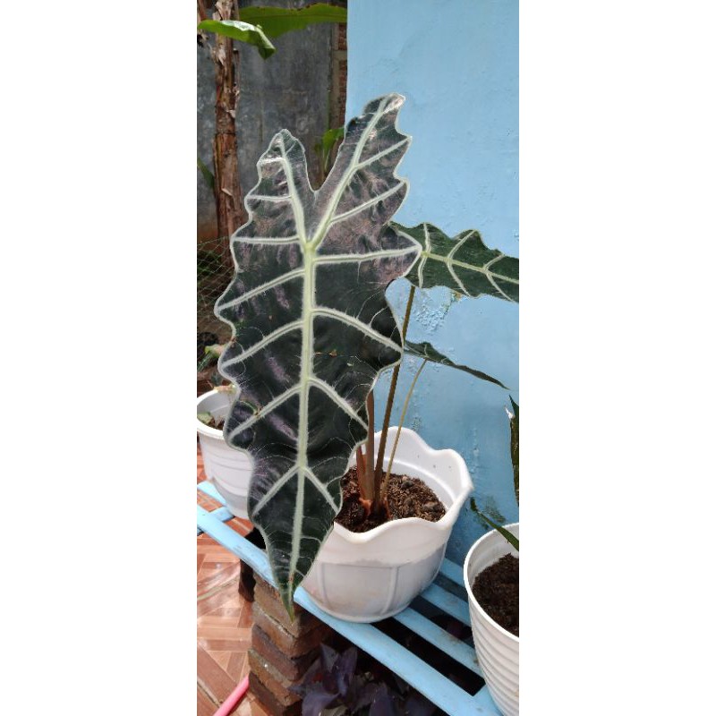 keladi Amazon besar